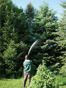 Tree and Shrub Care in York, PA